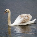 May 15 - Young swan.jpg