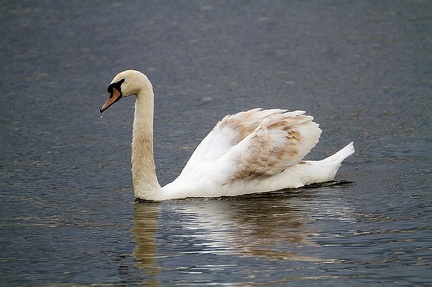 May 15 - Young swan
