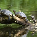 May 14 - Turtles
