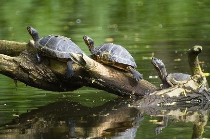 May 14 - Turtles