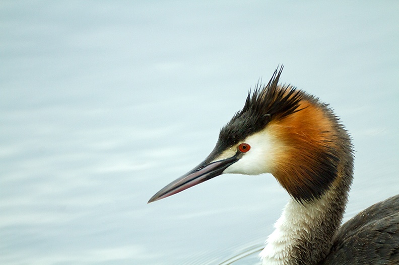 May 17 - Great crested grebe