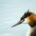 May 17 - Great crested grebe