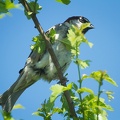 May 26 - Sparrow