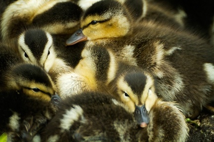May 29 - Ducklings