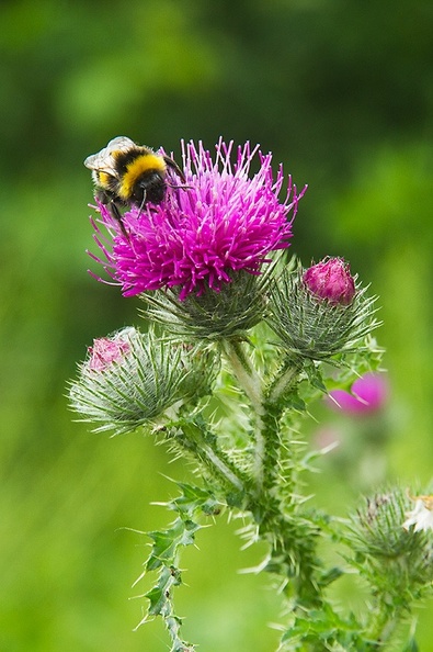 Jun 05 - Thistle and bee.jpg