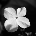 Jun 08 - White flower.jpg