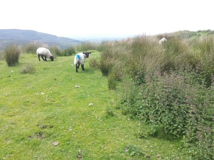 Jun 25 - Sheep 
