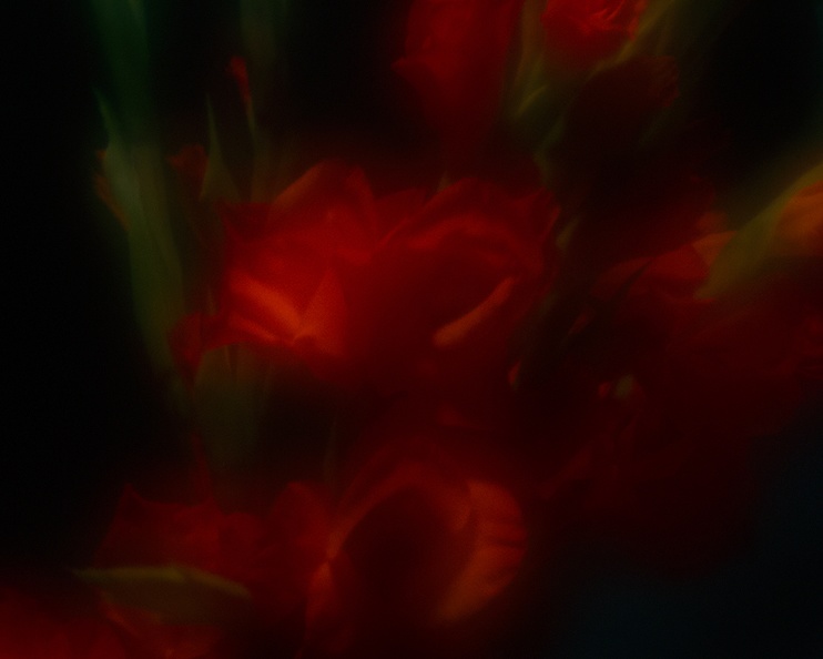 Jul 16 - Gladiolus.jpg