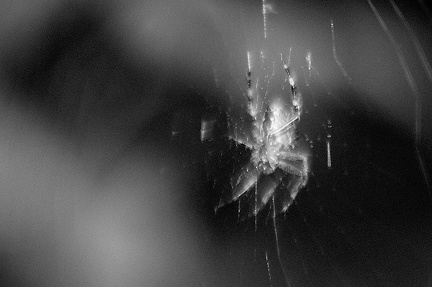 Jul 23 - Spider