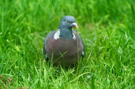Jul 30 - Pigeon