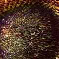 Aug 04 - Sunflower