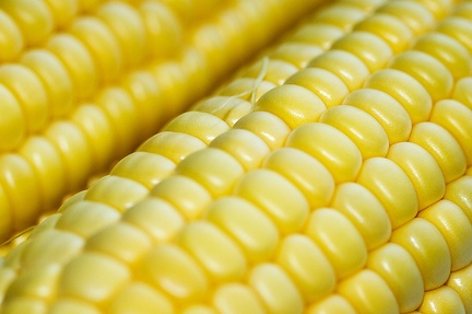 Aug 12 - Corn