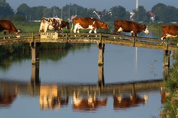 Aug 27 - Cows bridge