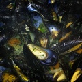 Sep 05 -  Mussels