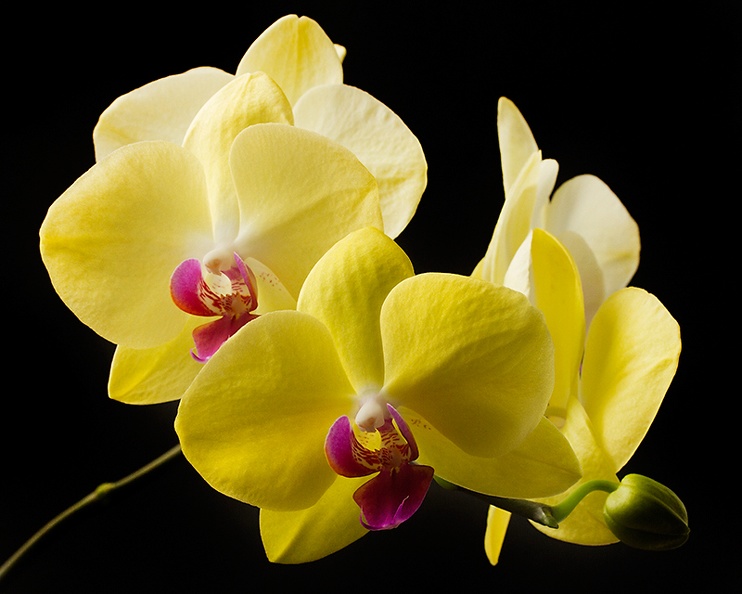 Sep 28 - Orchid.jpg