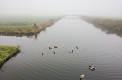 Oct 22 - Ducks and fog