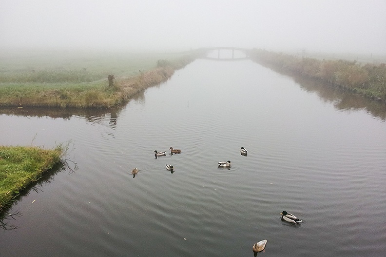 Oct 22 - Ducks and fog.jpg
