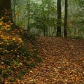 Oct 25 - In the forest.jpg