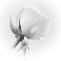 Nov 20 - White rose.jpg