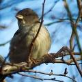 Jan 01 - Sparrow