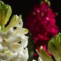 Jan 03 - Hyacinths