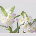 Jan 13 - Orchids