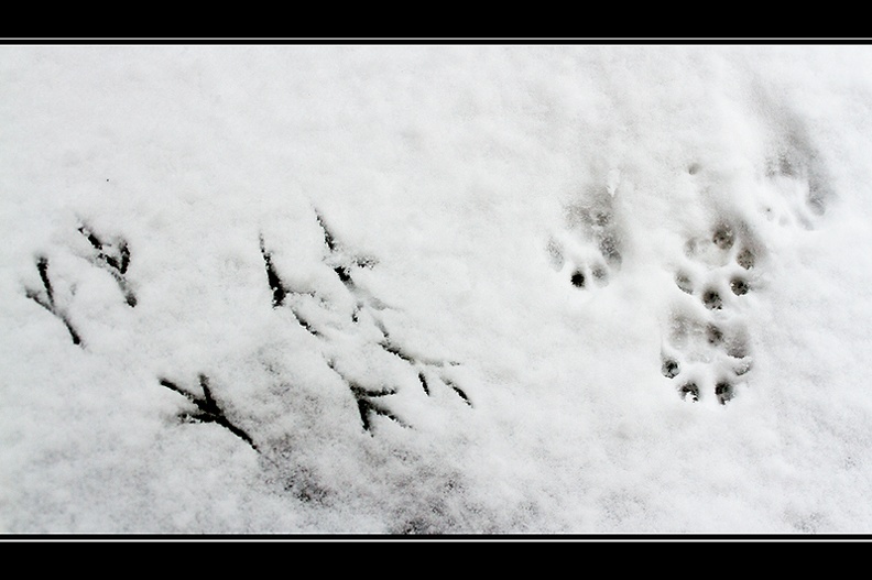 Jan 26 - Footprints in the snow