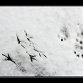 Jan 26 - Footprints in the snow.jpg