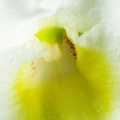 Feb 12 - Orchid