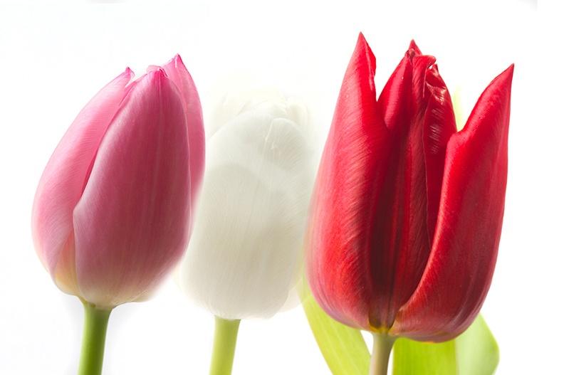 Feb 14 - Tulips.jpg