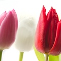 Feb 14 - Tulips