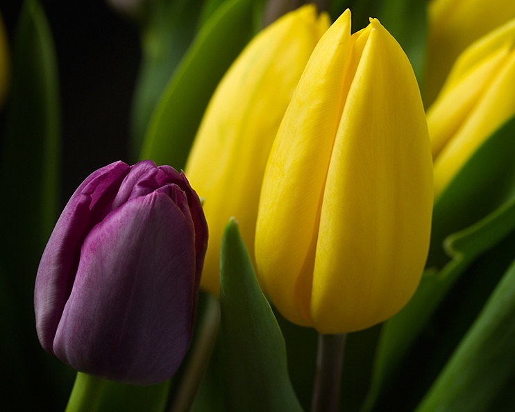 Mar 09 - Tulips.jpg