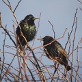 Mar 14 - Starlings