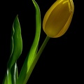 Mar 19 - Tulip