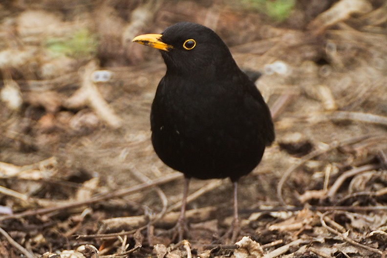Apr 04 - Common blackbird