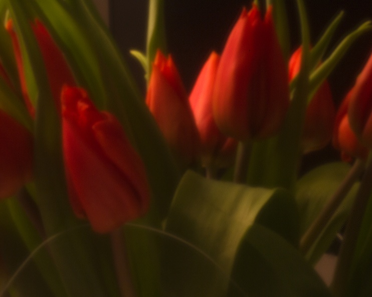 Apr 20 - Pinhole tulips.jpg