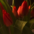 Apr 20 - Pinhole tulips