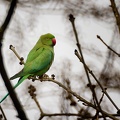 Apr 19 - Ring-necked parakeet.jpg