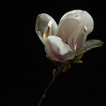 Apr 26 - Magnolia.jpg