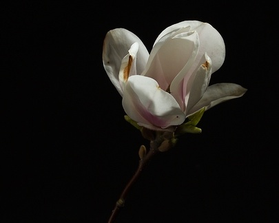 Apr 26 - Magnolia