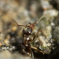 Apr 25 - Ant