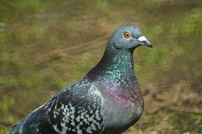 Apr 29 - Pigeon.jpg