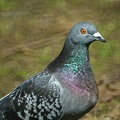 Apr 29 - Pigeon