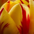 May 03 - Red and yellow.jpg