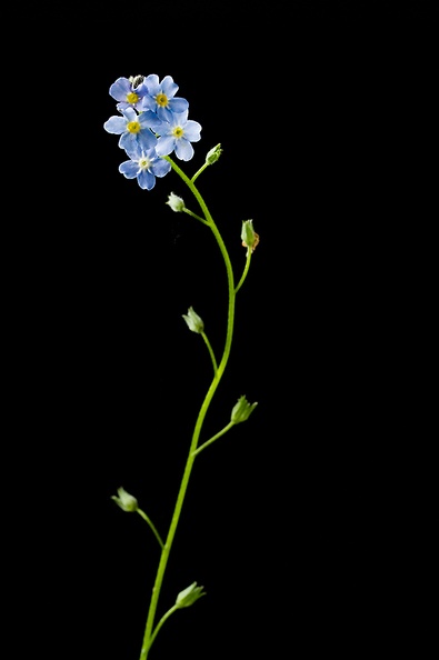 May 30 - Forget me not.jpg