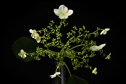 Jun 04 - Flower