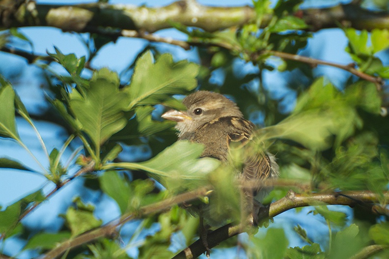 Jun 25 - Sparrow