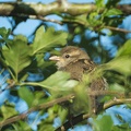 Jun 25 - Sparrow
