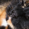 Jul 15 - A cat's nose