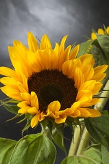 Jul 20 - Sunflower
